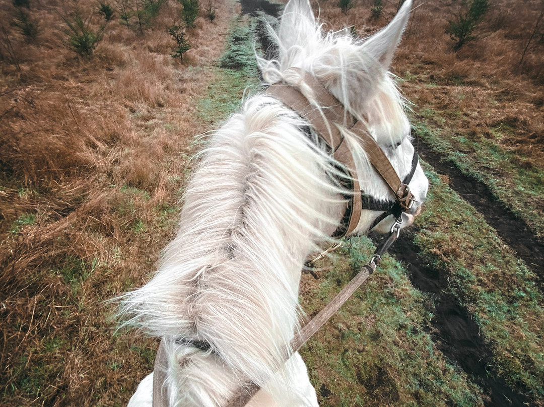 Huilo Huilo Reserva Biológica-Los Rios Region必去景点