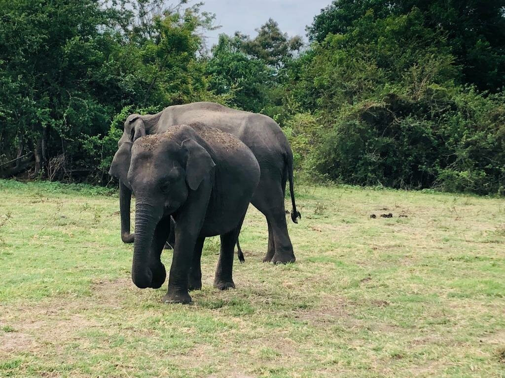 Minneriya National Park-Minneriya必去景点