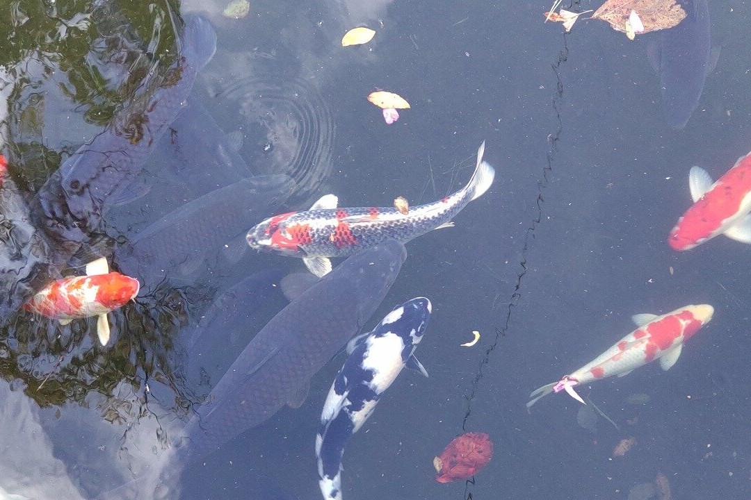 Uhara Shrine-苅田町必去景点