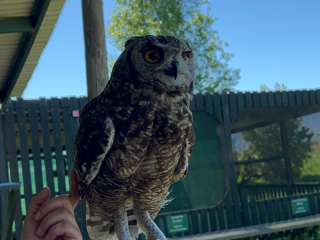 Eagle Encounters @Spier Wine Farm-斯泰伦博斯必去景点