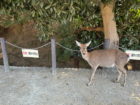 NARAWALK-奈良市必去景点