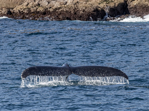 Cat Balou Cruises-伊登港必去景点