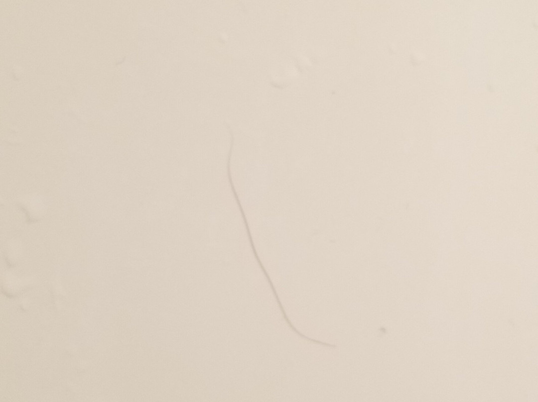 Days Inn by Wyndham Evansdale Waterloo主图