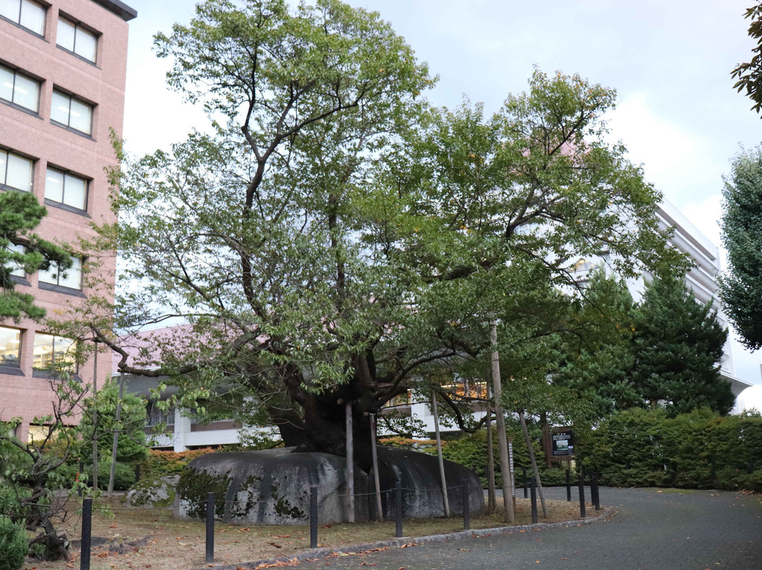 Rock-breaking Cherry Tree-盛冈市必去景点