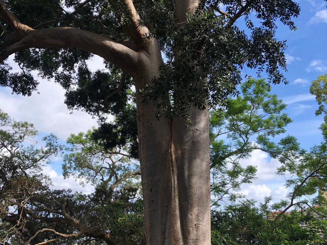 Blackburn Gardens-Double Bay必去景点