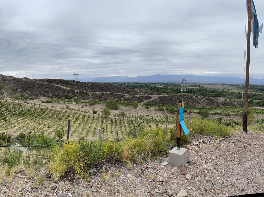 Experiencia Amansado Wines景点图片