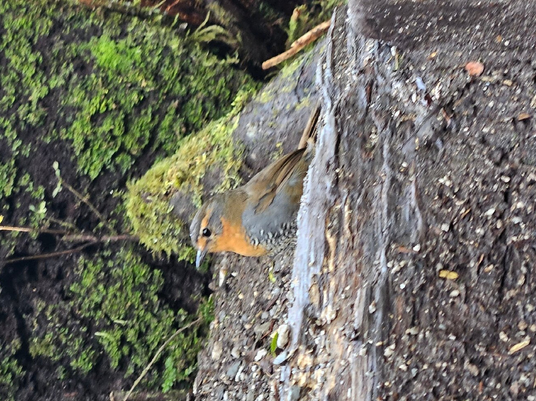 Volcan Chaiten-Chaiten必去景点