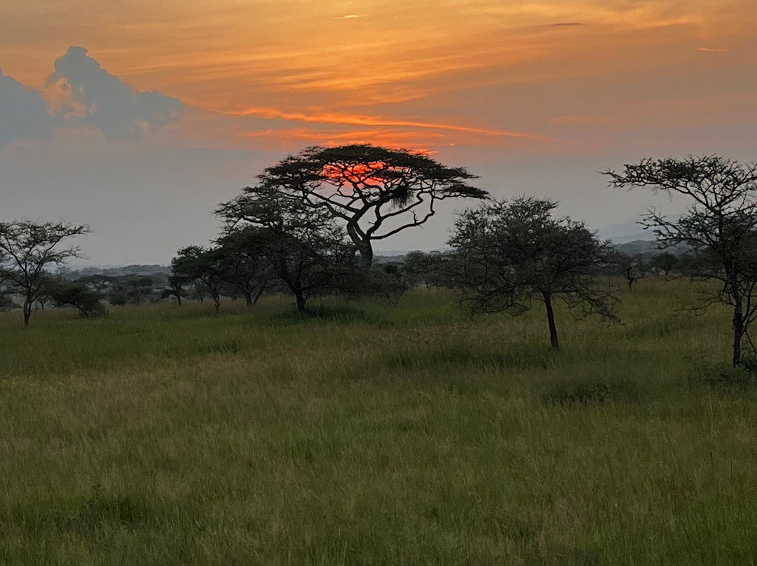 Regal African Safaris景点图片
