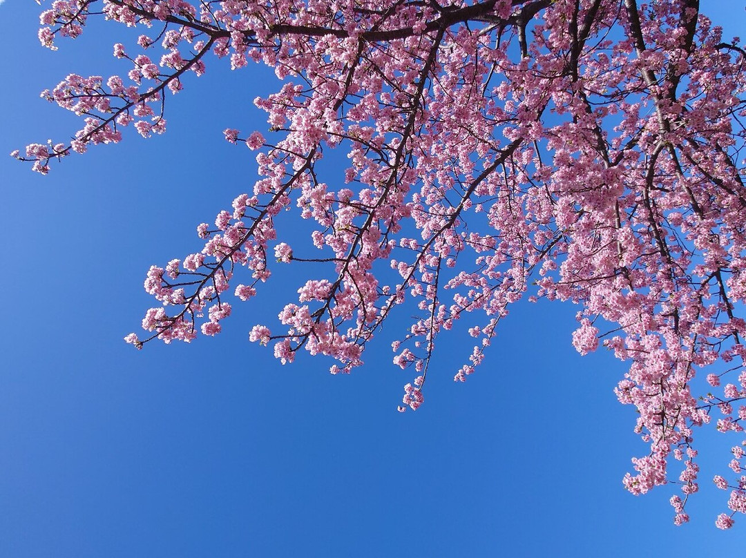 Saikosegawazoi no Kawazu Zakura-丰川市必去景点