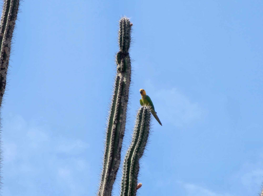 Explorer Tours Bonaire-Kralendijk必去景点