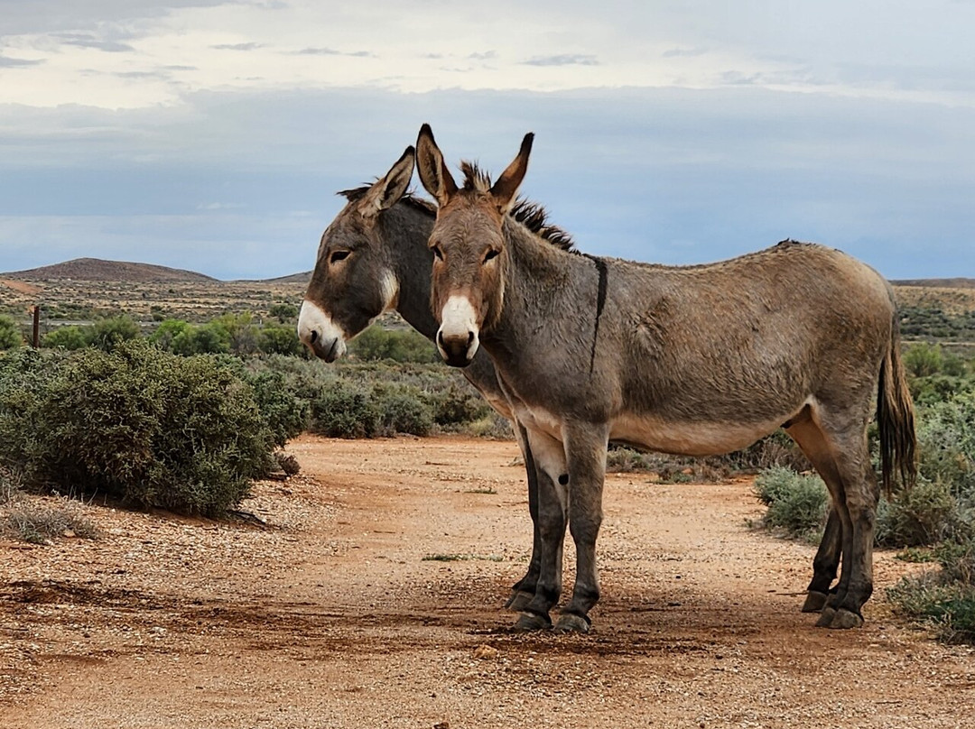 Silverton Gaol Museum-Silverton必去景点