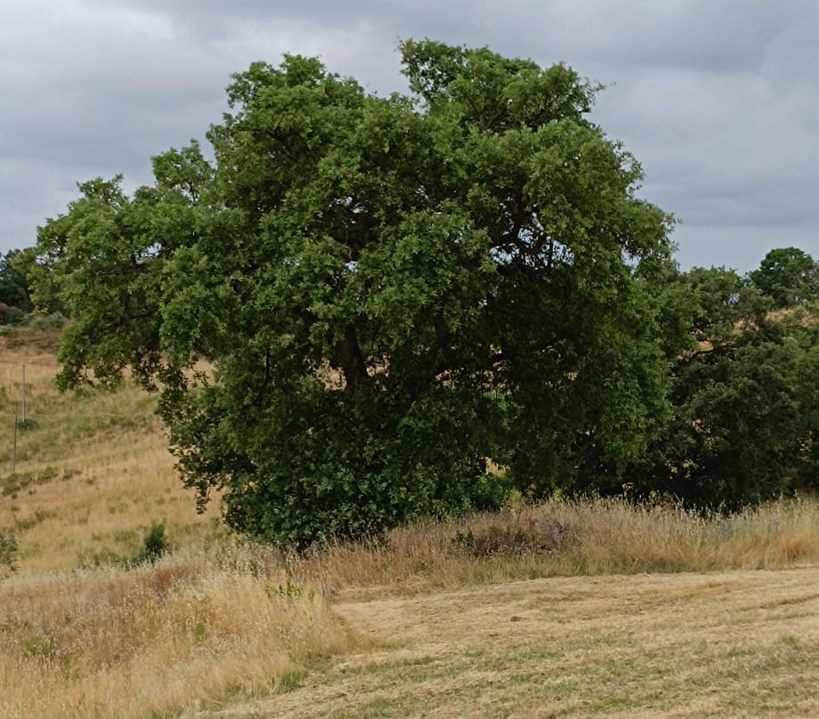 Agriturismo Sugheretello主图