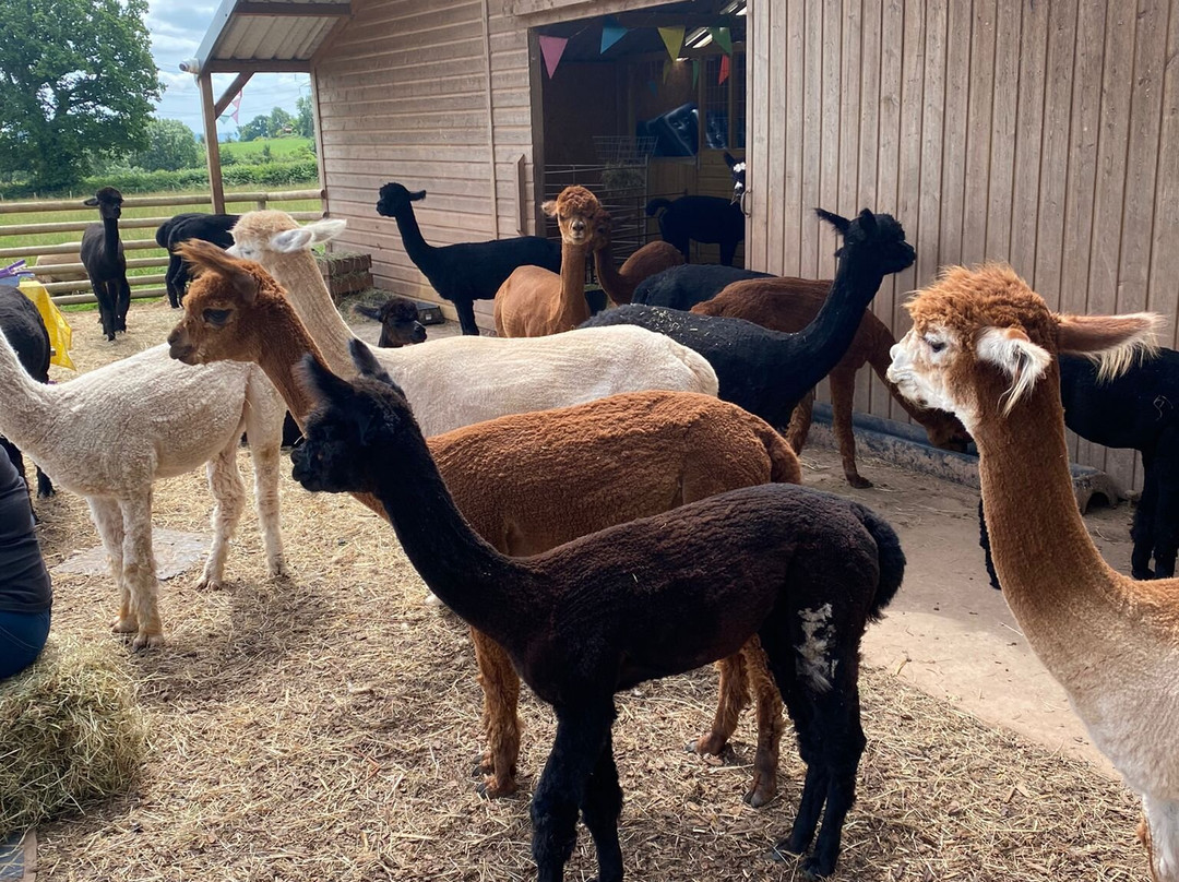 Sugarloaf Alpacas景点图片
