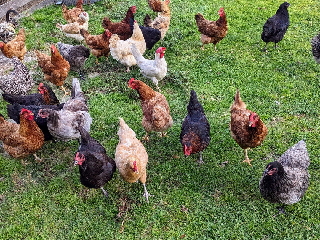 Cheyne Ranch, Inc.-Oviedo必去景点