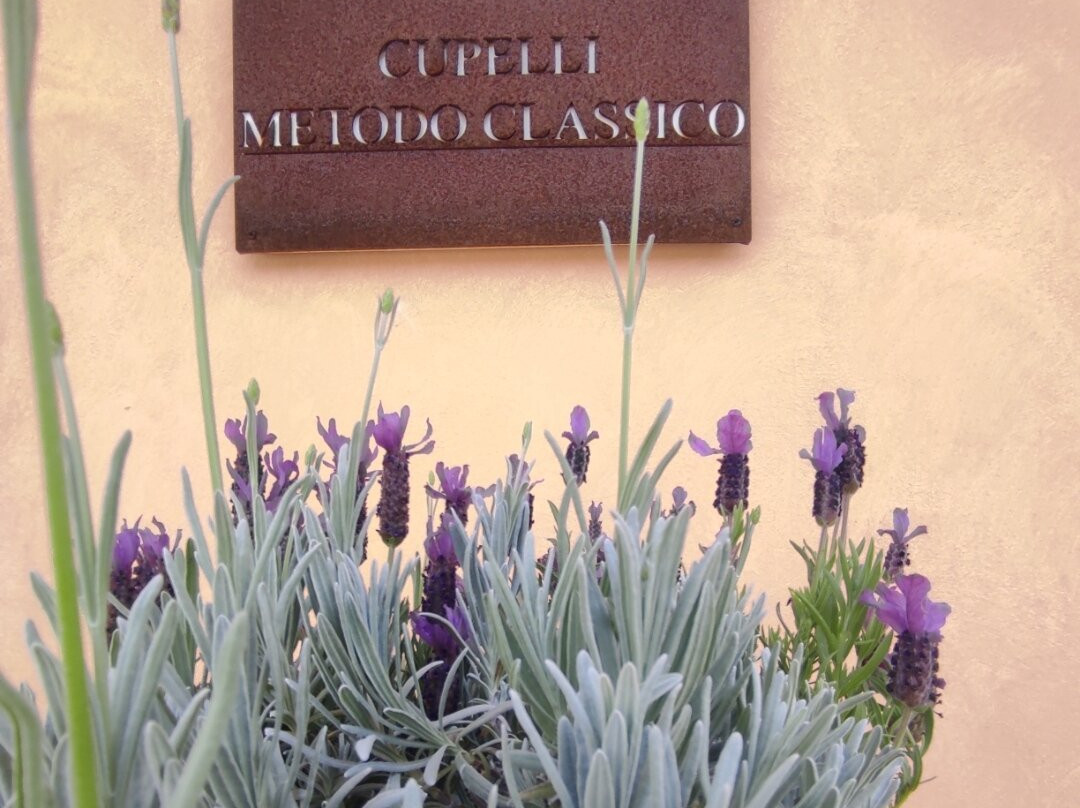 Cantina Cupelli-San Miniato Basso必去景点