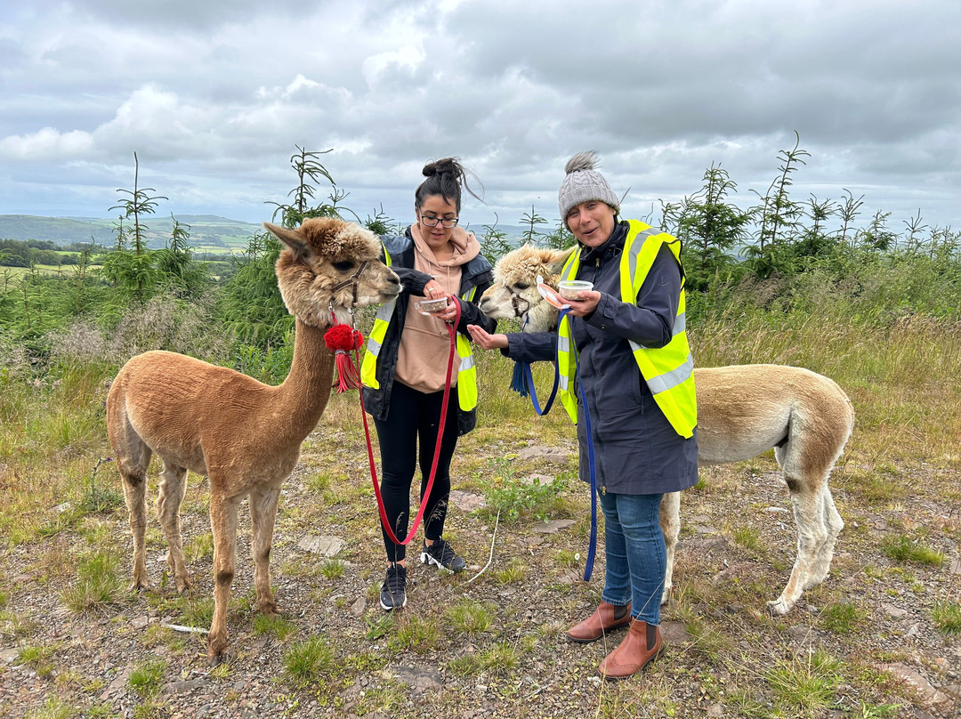little peru alpaca trekking景点图片