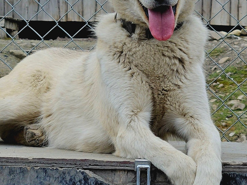 Discover Svalbard-朗伊尔城必去景点