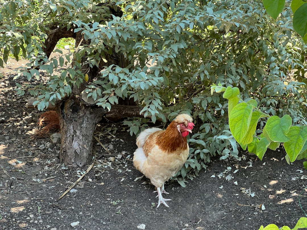 Gaestehaus Pernull主图