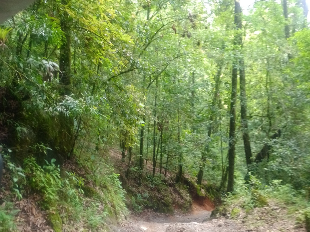 El Cielo International Biosphere Reserve / La Reserva Biosfera El Cielo景点图片