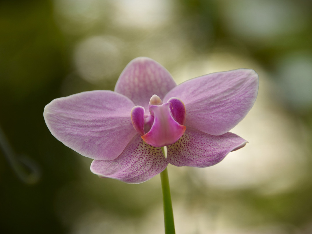 Sarawak Orchid Garden-古晋必去景点