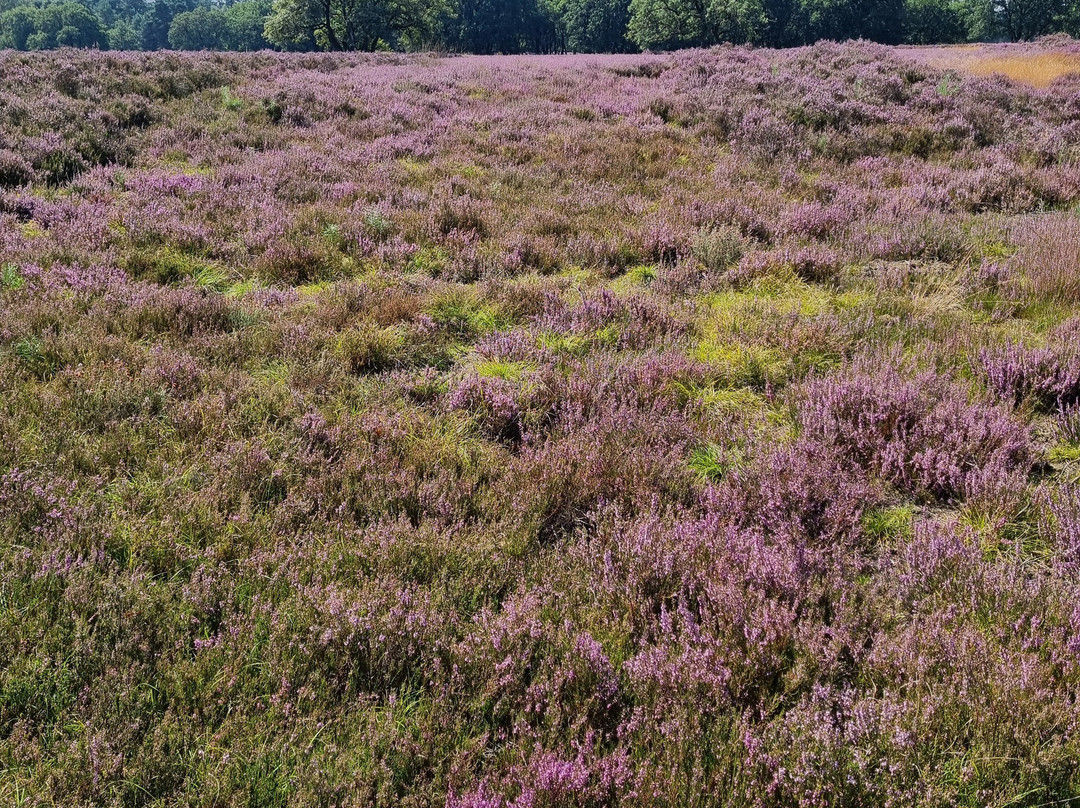 Veluwe Hotel Stakenberg主图