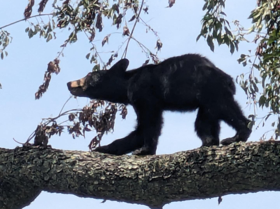 Cades Cove Visitor Center-大雾山国家公园必去景点
