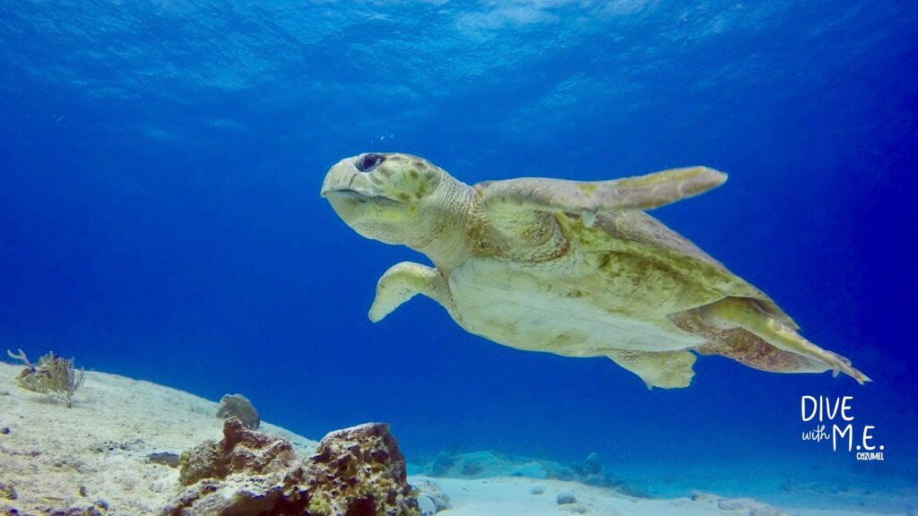 Dive With M.E. Cozumel-San Miguel de Cozumel必去景点