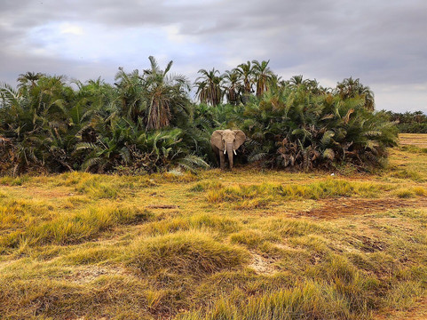 Natural World Kenya Safaris - Diani-迪亚尼必去景点