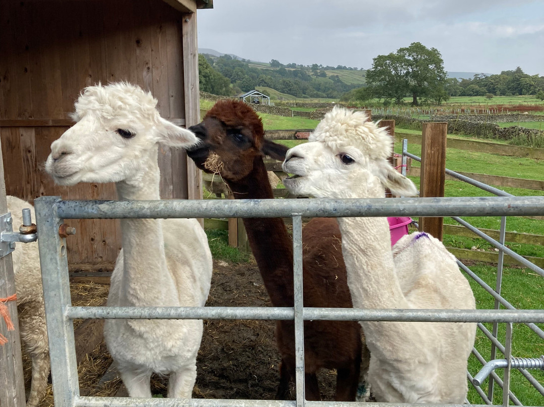 Hazel Brow Farm Visitor Centre-Low Row必去景点