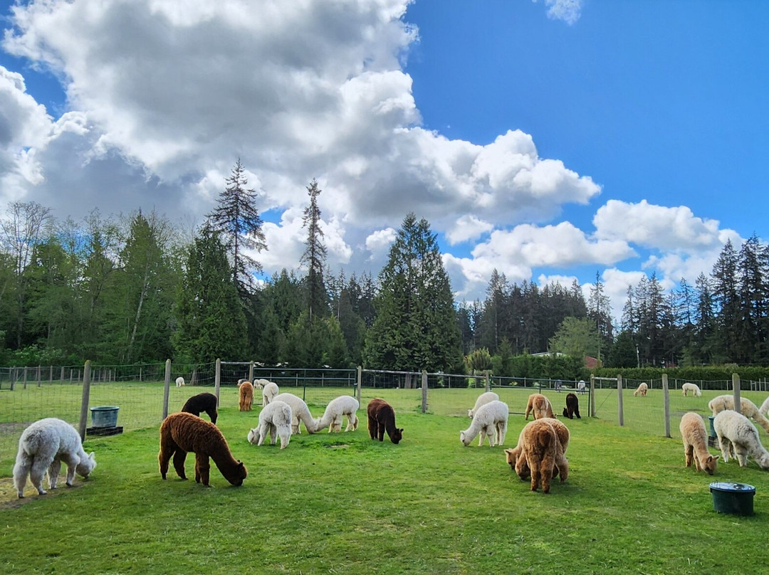 Sunny Alpacas景点图片