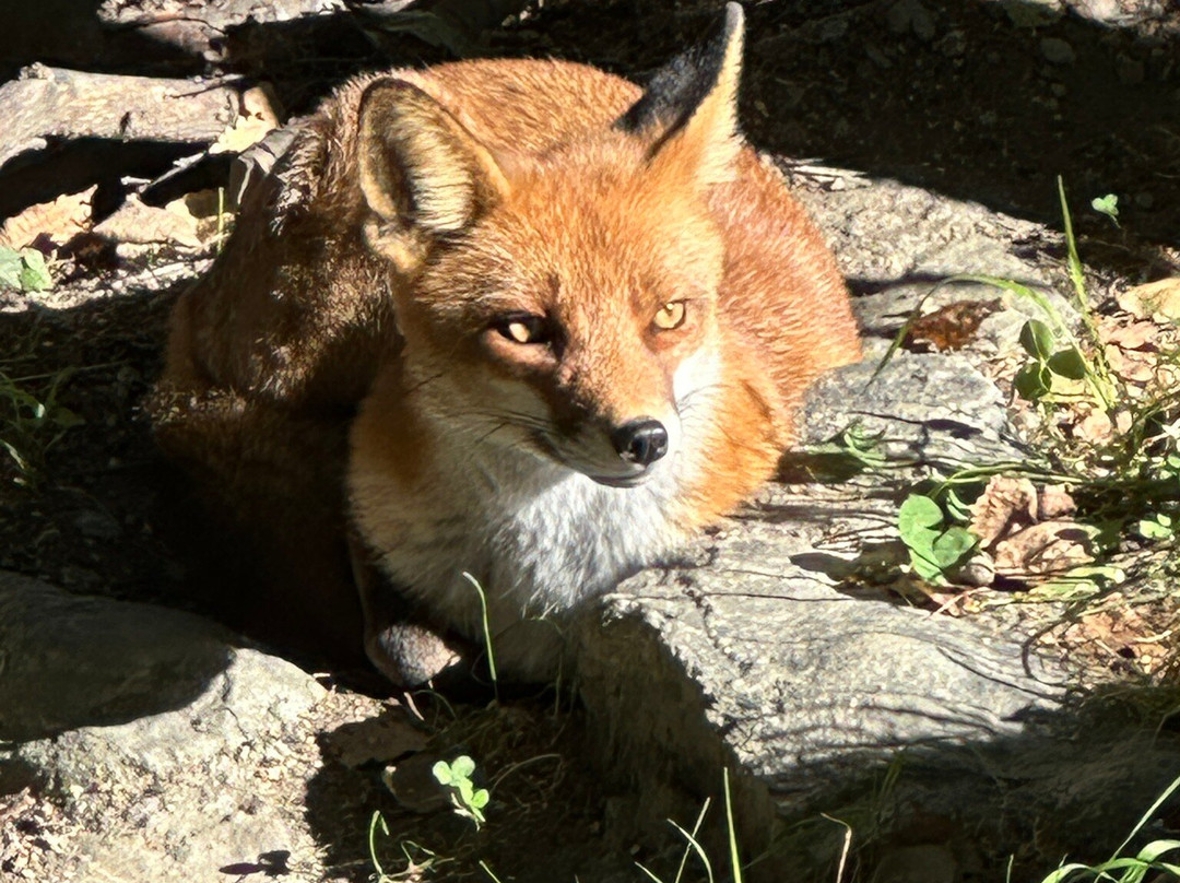 Parc Animalier d'Introd景点图片