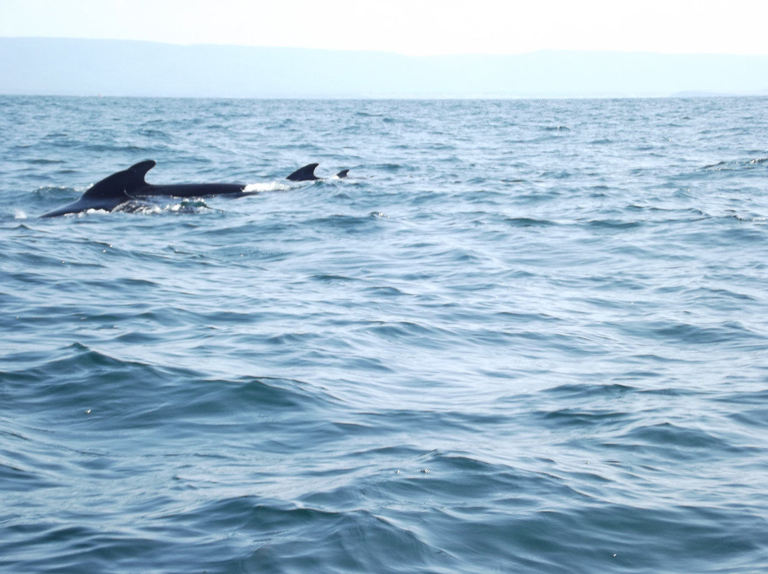 Captain Zodiac Whale Cruise-Cheticamp必去景点