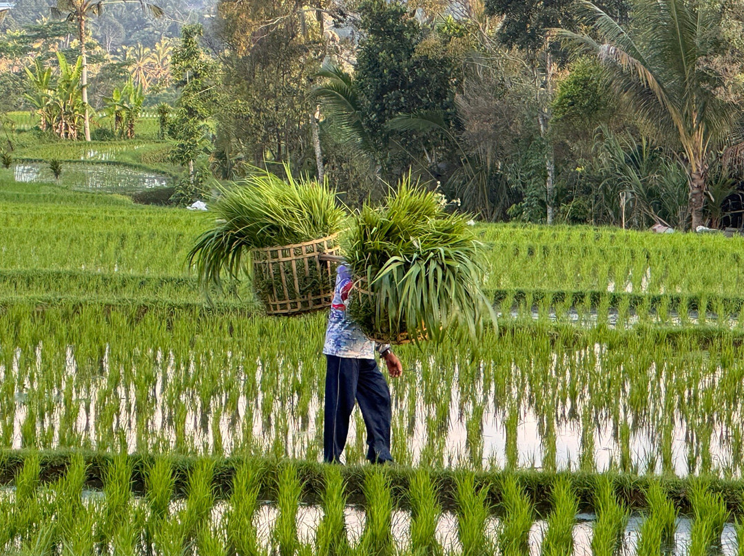 Bali Exotique-沙努尔必去景点