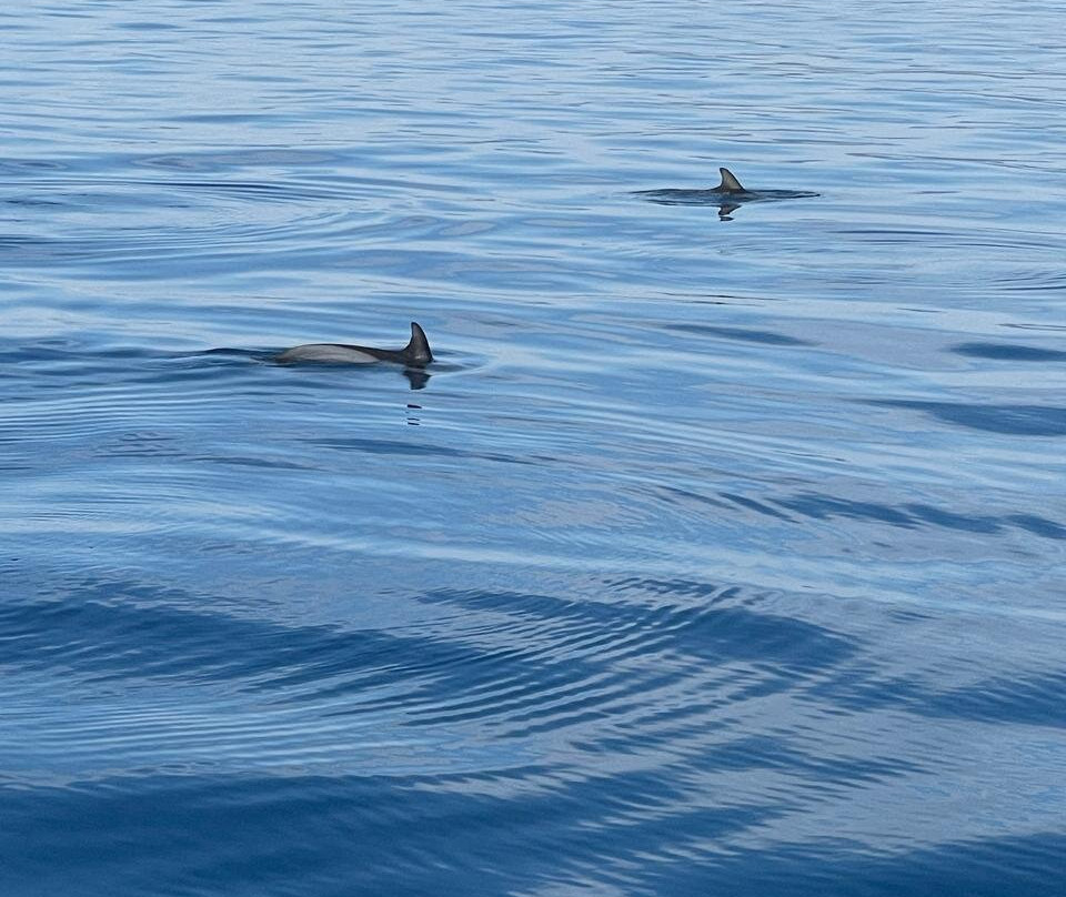 Aeolus Sailing-Skiathos Town必去景点