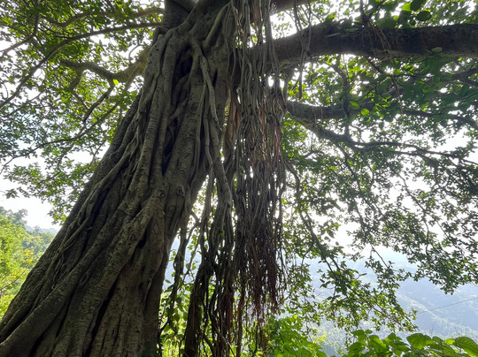 Passenger and Peaks-里希克虚必去景点