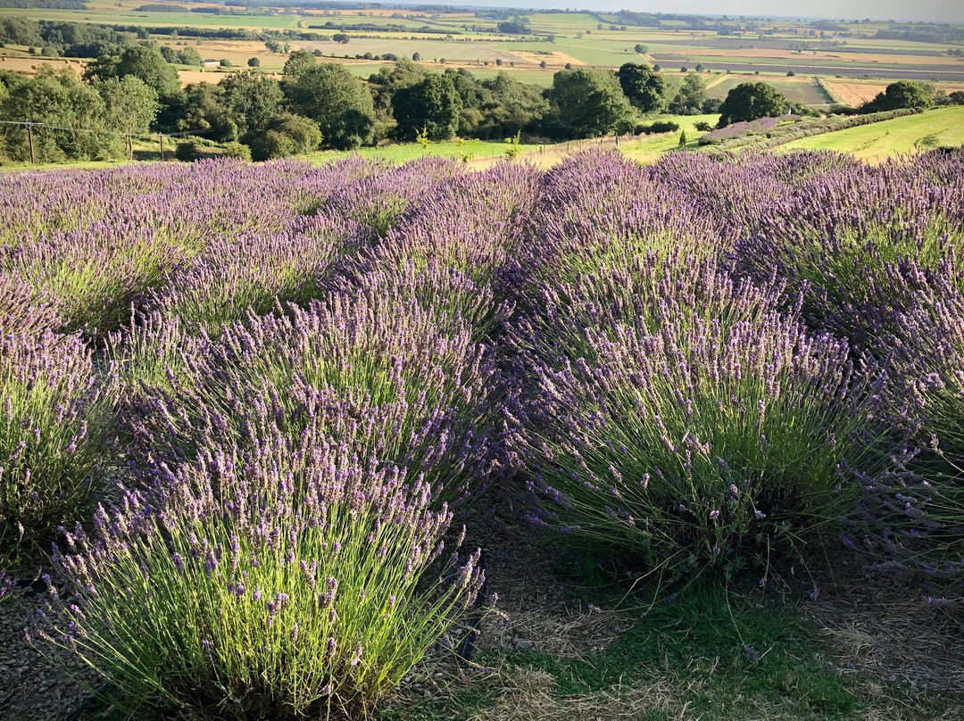 Yorkshire Lavender景点图片