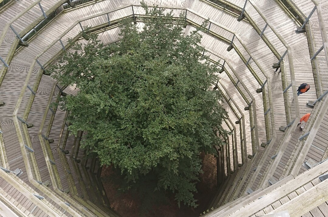 Aussichtplattform Adlerhorst - Baumwipfelpfad Rügen Naturerbezentrum Rügen景点图片