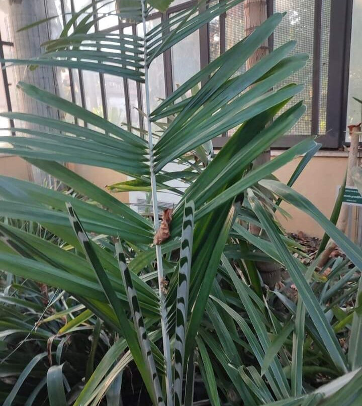 Orto Botanico dell'Università di Catania景点图片