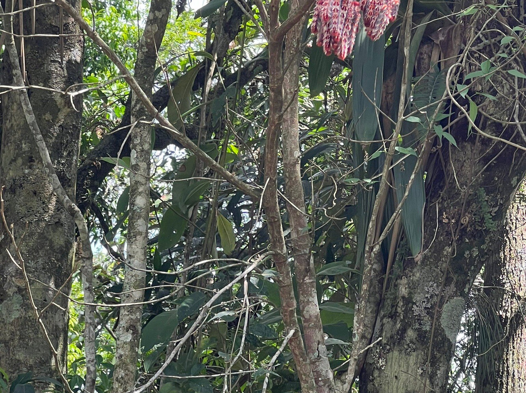 Muriqui Trilhas Ecologicas-Sao Francisco Xavier必去景点