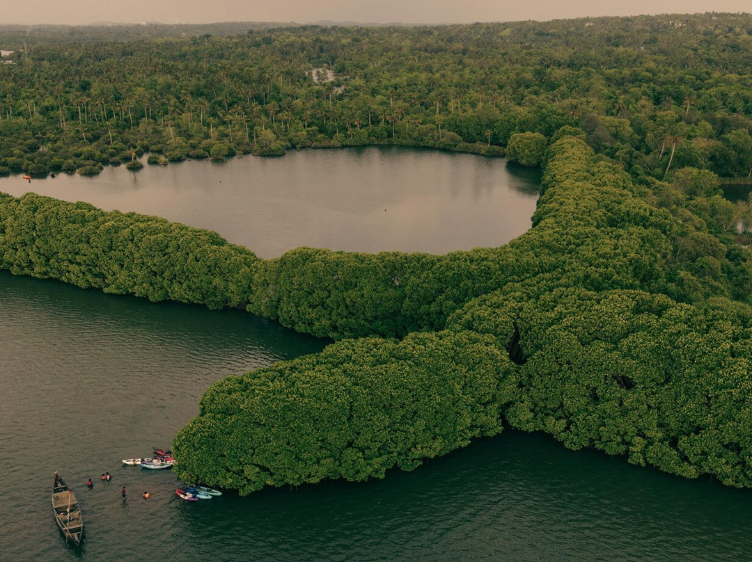 Mangrove Forest Kayaking Varkala景点图片