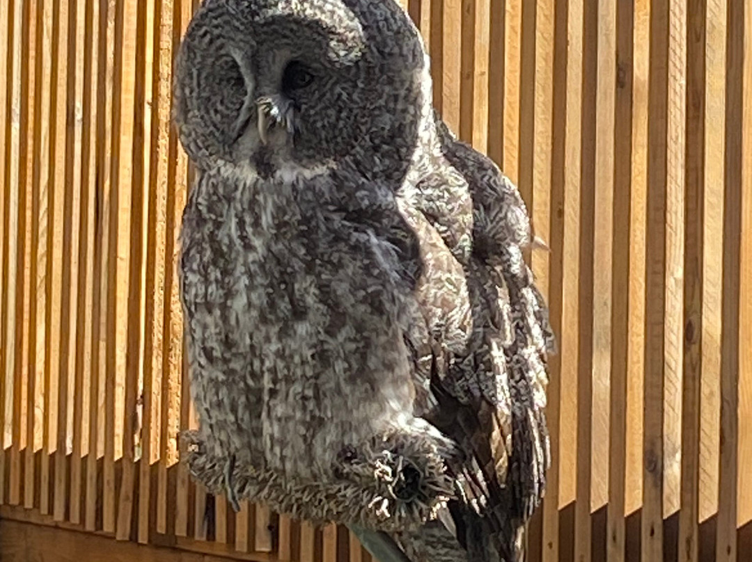 Hawkeye Bird and Animal Control-Erin必去景点