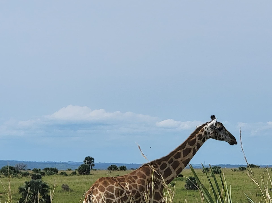 Bujo Safaris-Kasese必去景点