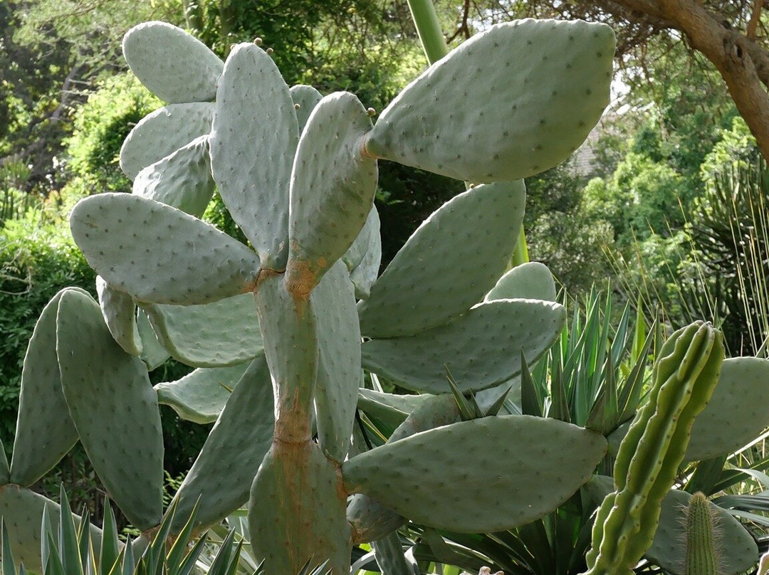 Stellenbosch University Botanical Garden-斯泰伦博斯必去景点