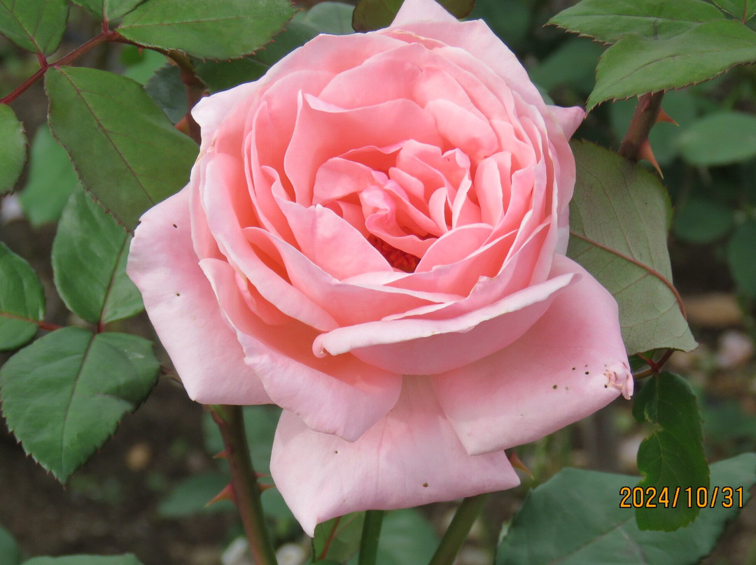 Aramaki Rose Garden-伊丹市必去景点