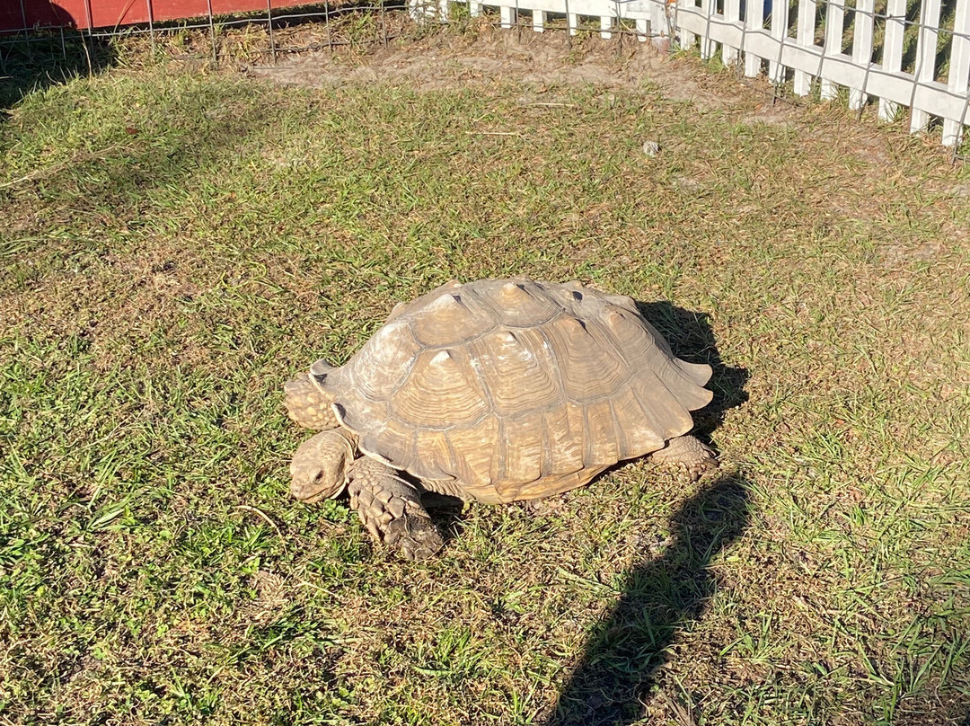 Petting zoo ocala-奥卡拉必去景点