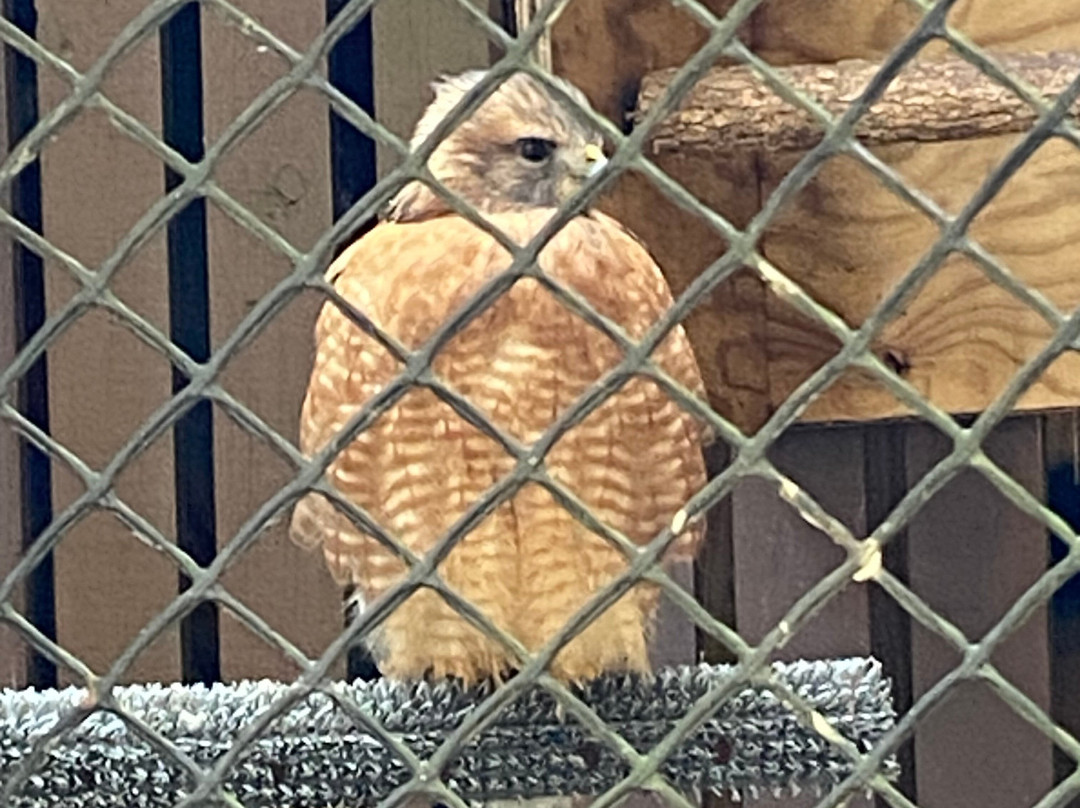 Carolina Raptor Center景点图片