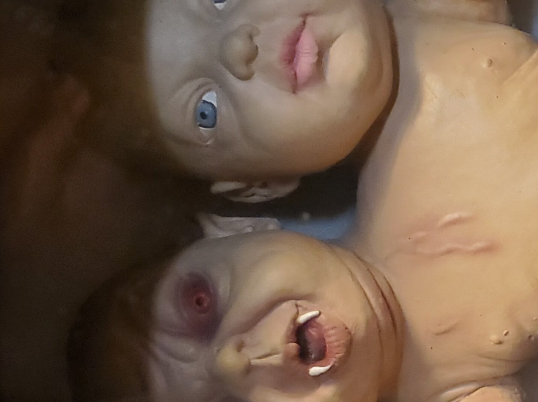 The Secret Chamber House Of Oddities And Artwork