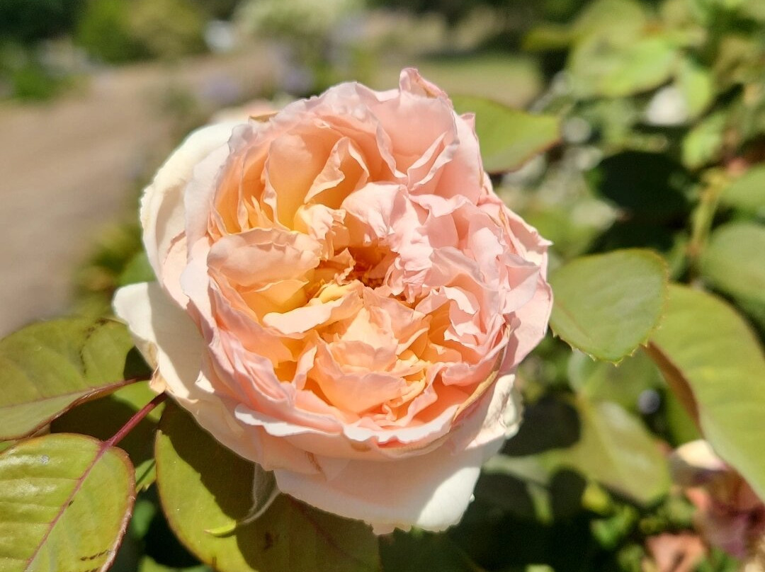 Burringa Motel主图