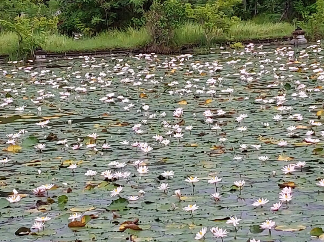 Lotus Lagoon景点图片