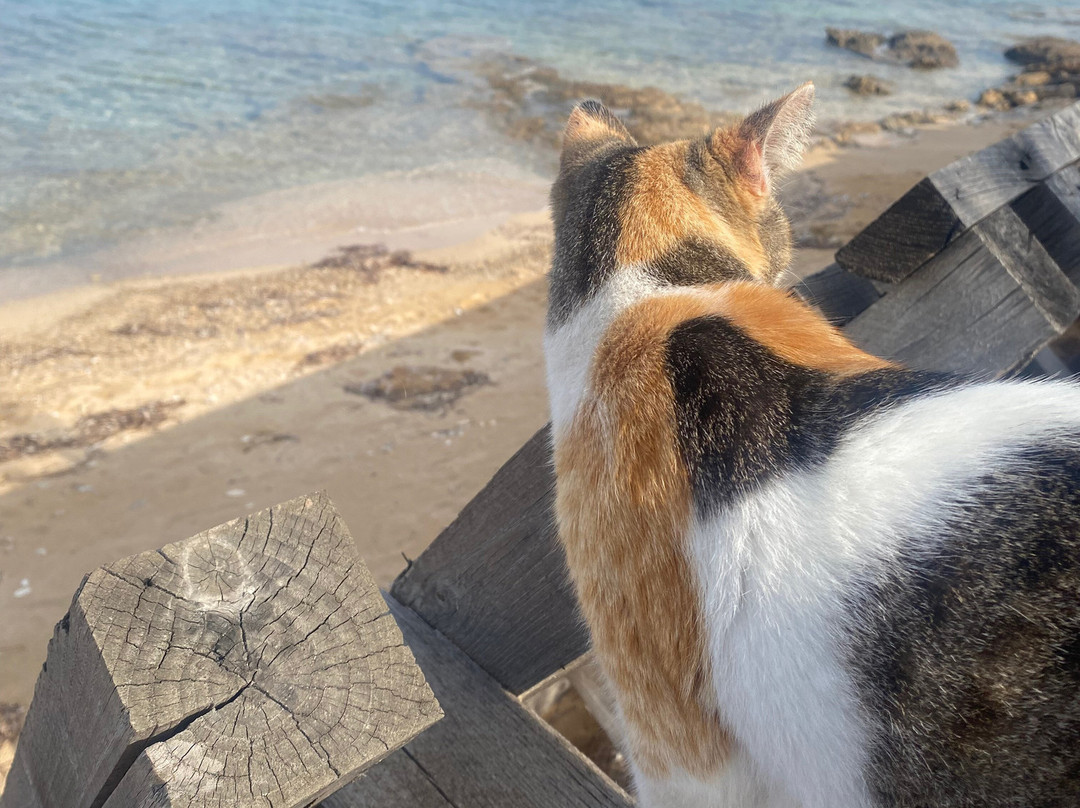 I Gatti di Su Pallosu-San Vero Milis必去景点